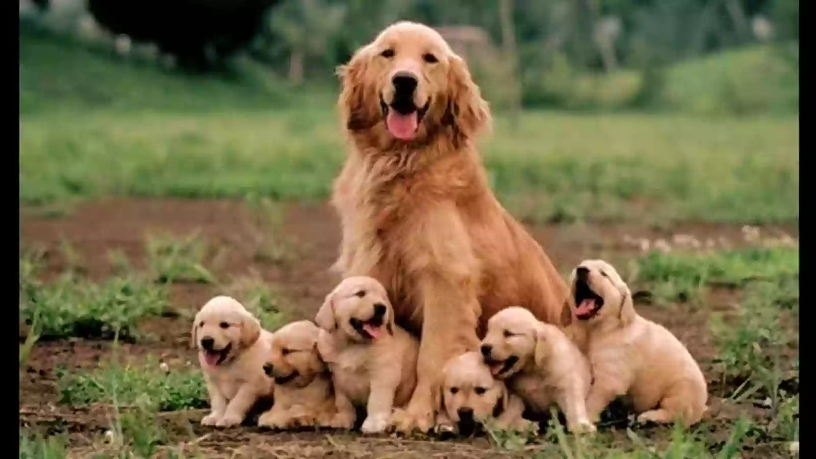 Golden Puppies