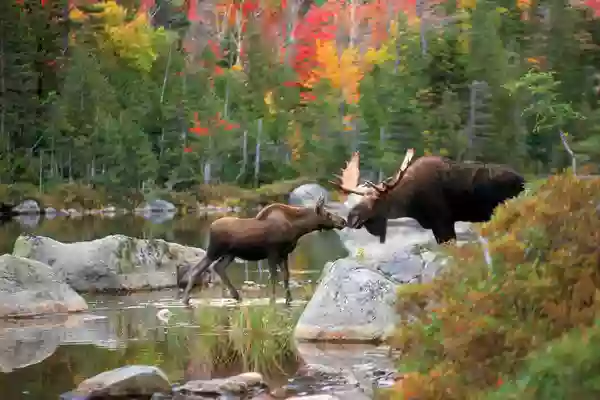 Moose Prints Gallery and Gifts