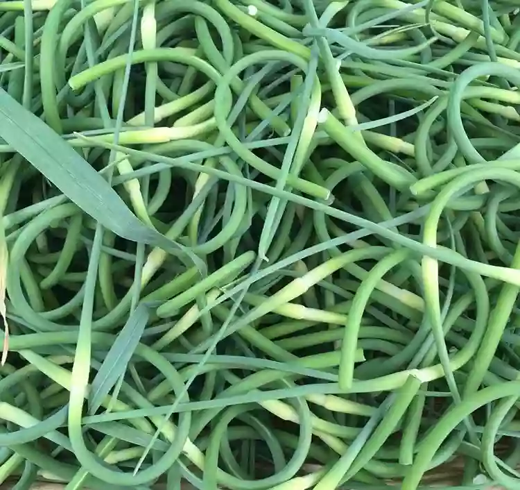 Brunswick Farmers Market