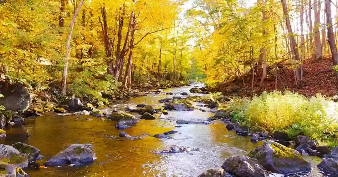 Martin Stream Campground