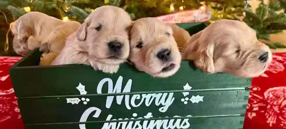 Barefoot Goldens