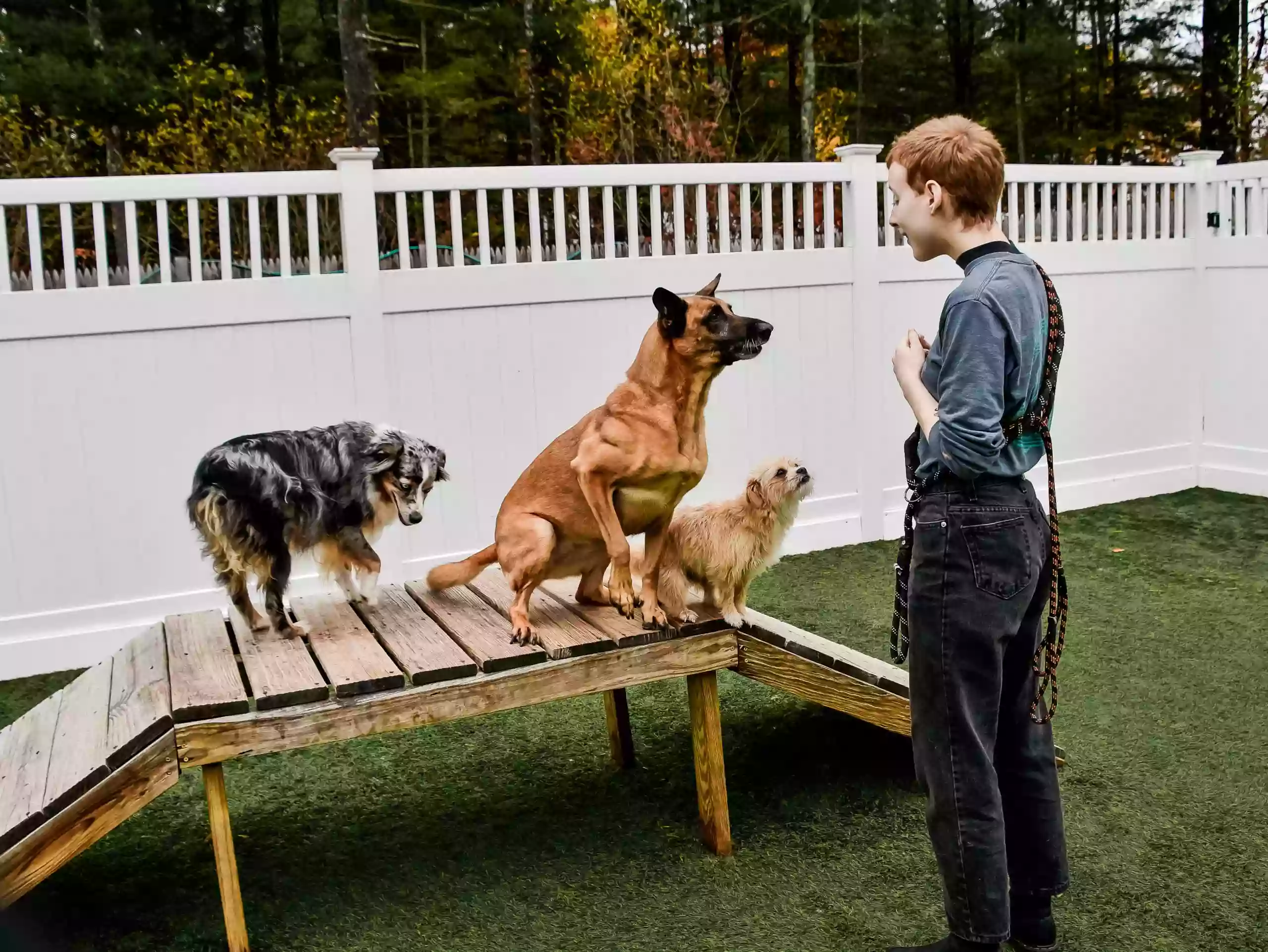 Roscoe's Bed + Bark