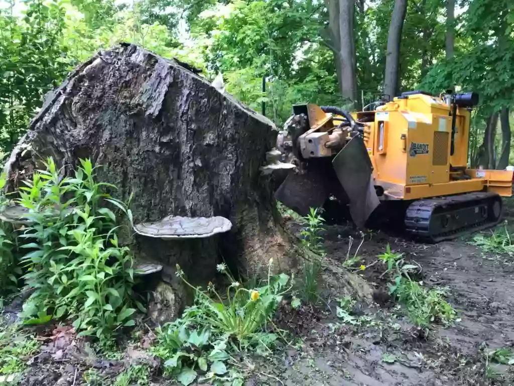 Sylvester Stump Grinding