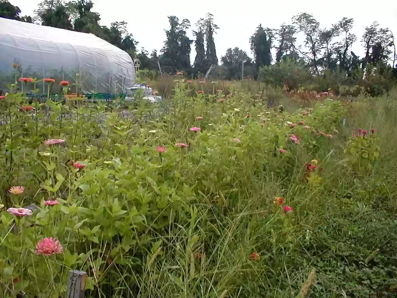 Galena Blooms Farm