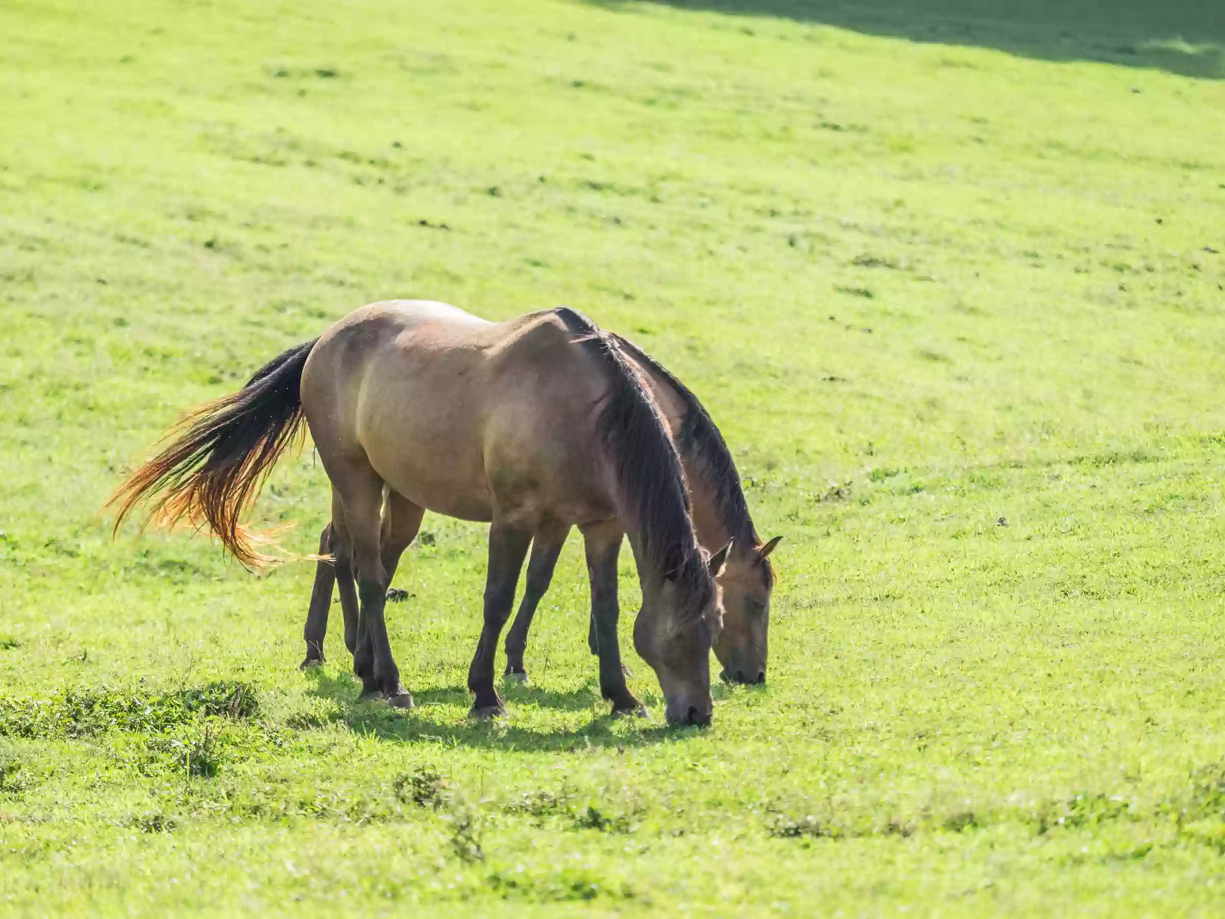 Callithea Farm Park