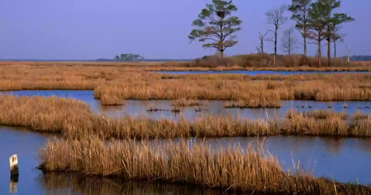 Blackwater National Wildlife Refuge