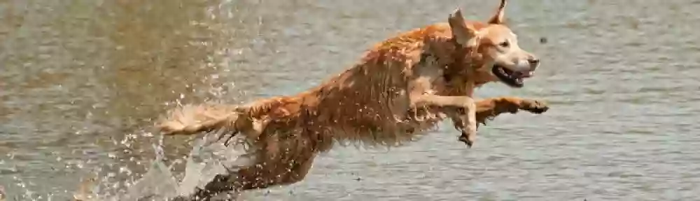 Balanced Action Canine Therapy