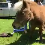 Ponytails Pony Parties