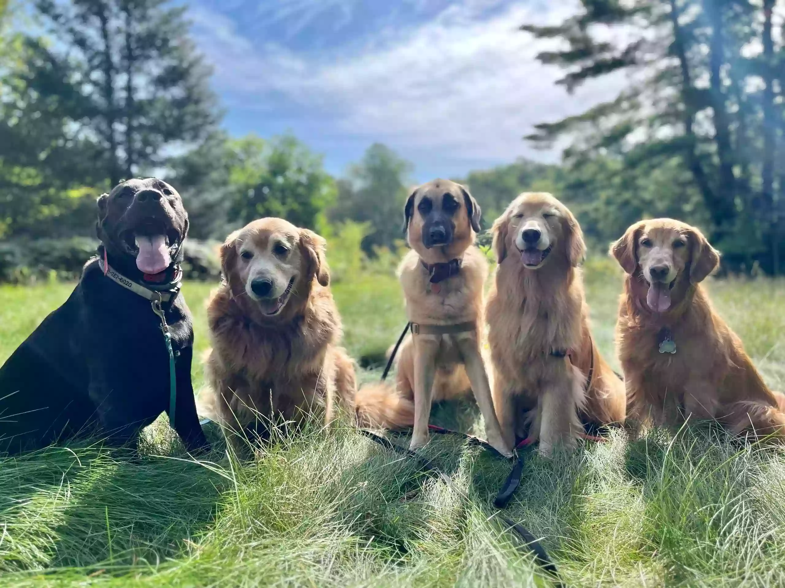 Adventure Dogs, LLC