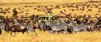 African Jungles Tours Tz