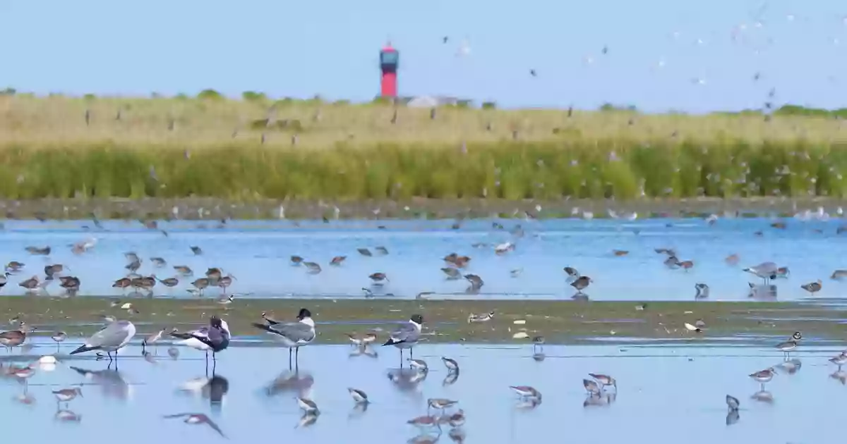 Monomoy National Wildlife Refuge