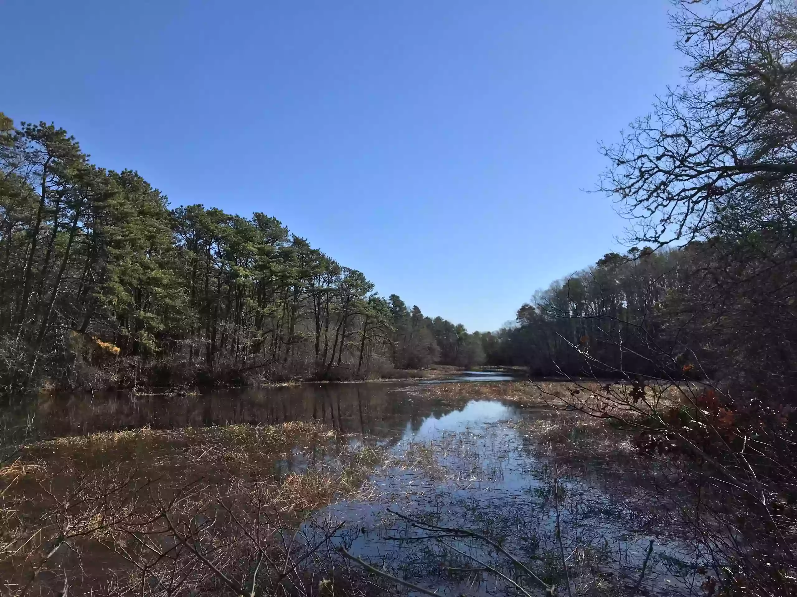 Mashpee River Woodlands