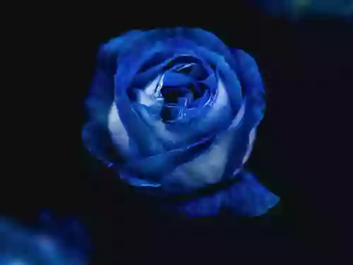 Blue Rose Massage by Liz LLC