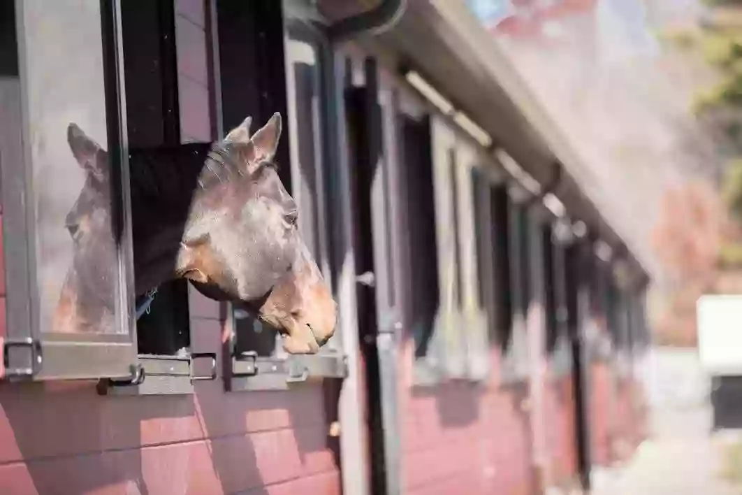 Massachusetts Equine Clinic: Merriam Jr Joseph DVM