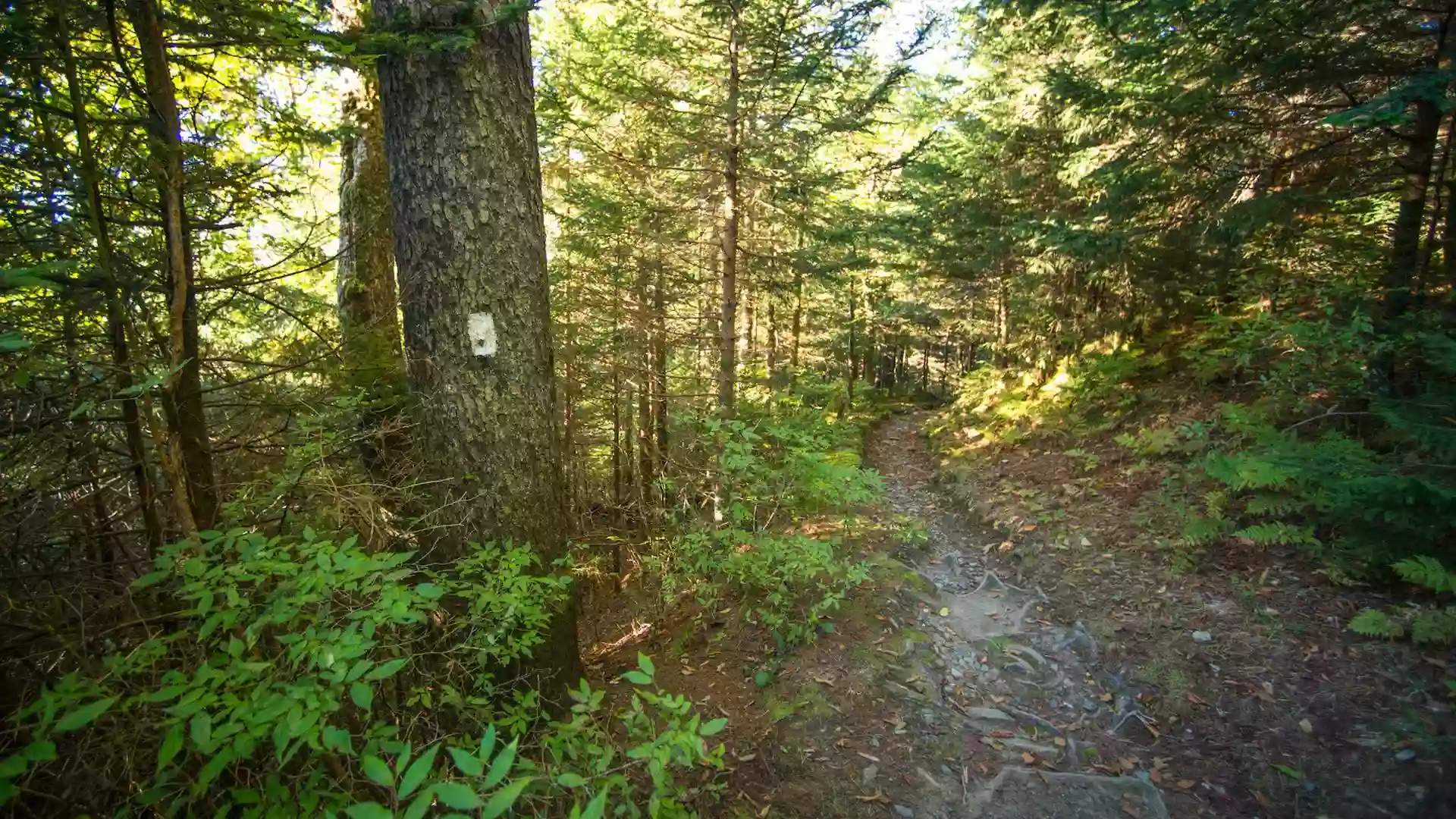 Appalachian Trail Parking at Washington Mountain Rd, MA