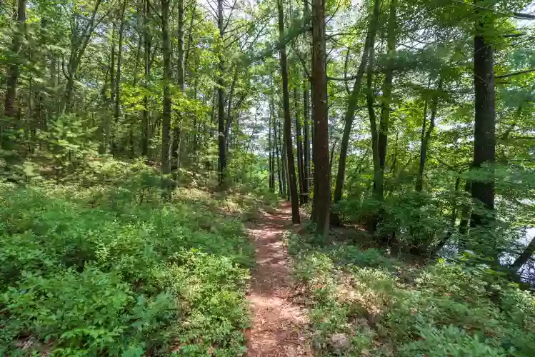 Mass Audubon Brewster's Woods Wildlife Sanctuary