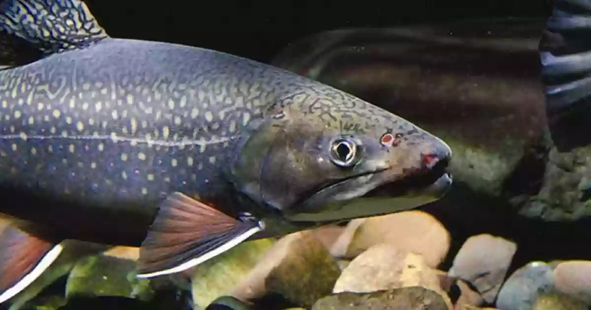 North Attleboro National Fish Hatchery