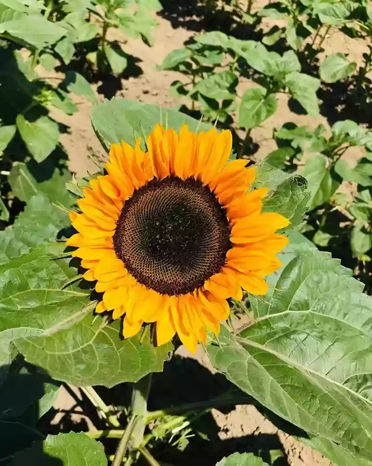 Gust Flower and Produce Farm