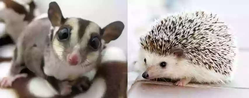 Sweet Quills Hedgehogs & Sugar Gliders of Michigan