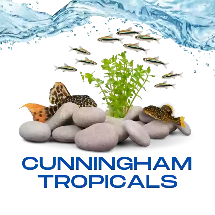 Cunningham Tropicals, LLC