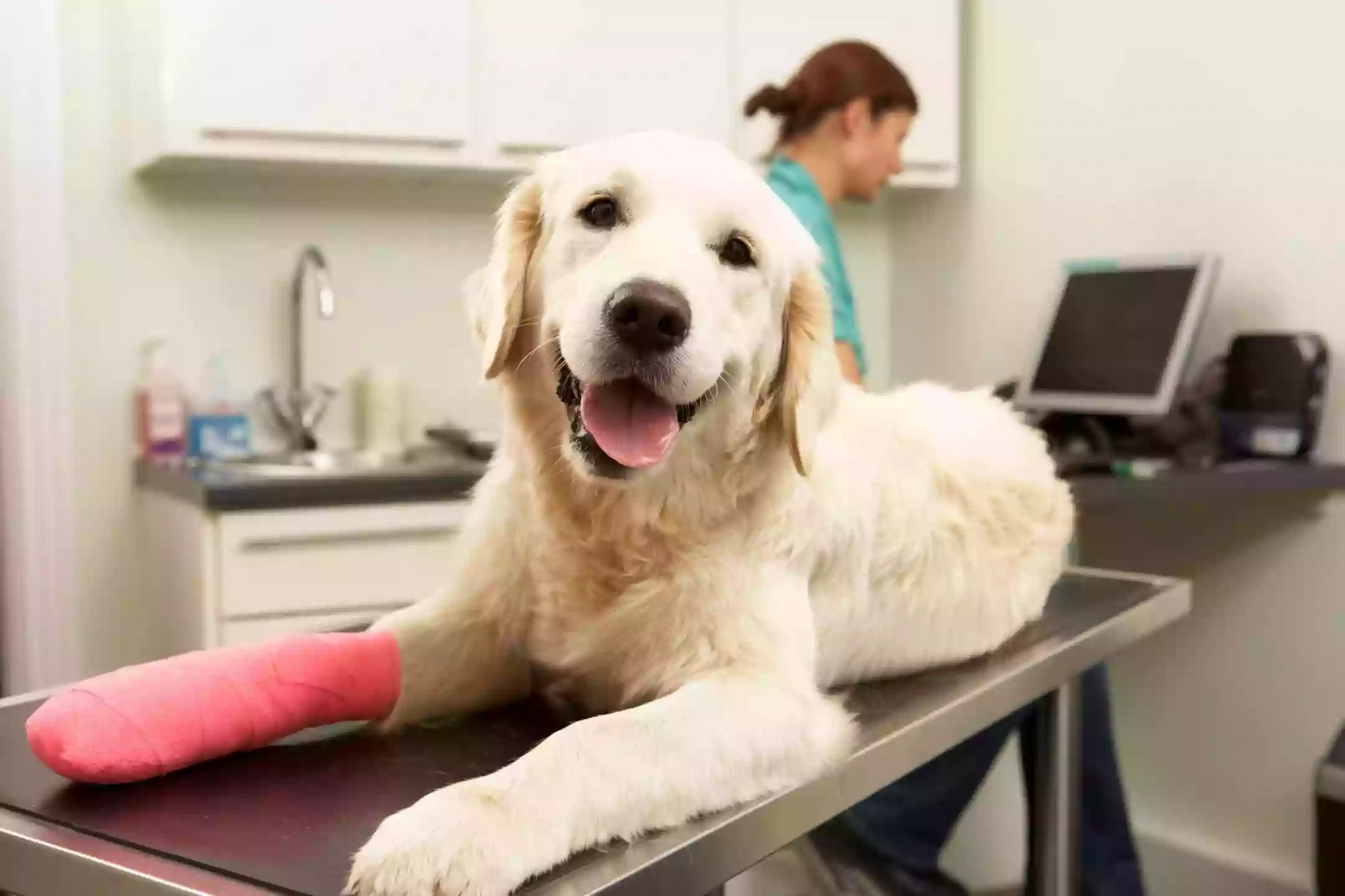 Scholfield Veterinary Hospital, NOW Mitten animal Clinic