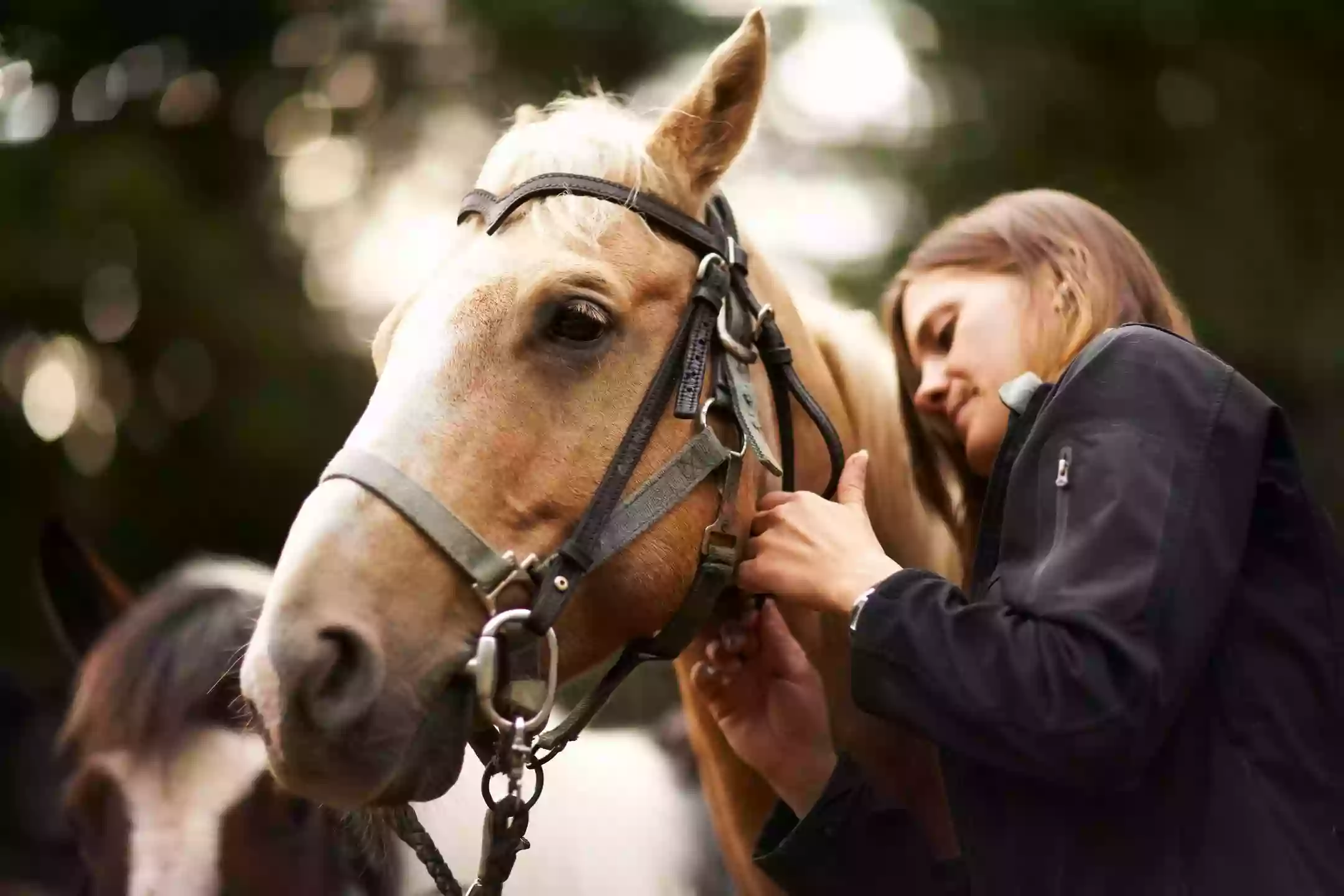 Windmill Farm Riding Academy