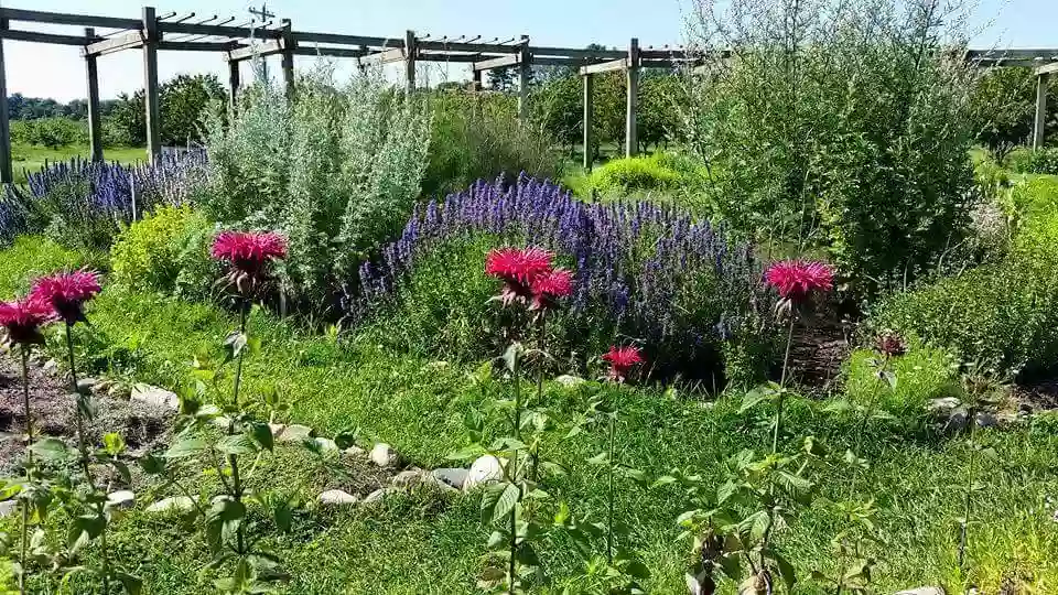 Lavender Labyrinth and Herb Garden