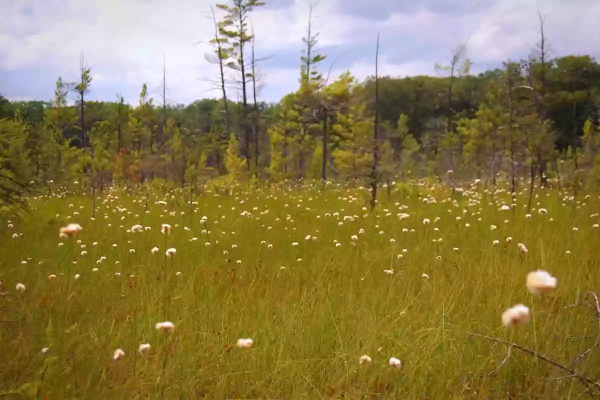 Richmond Woods Nature Preserve