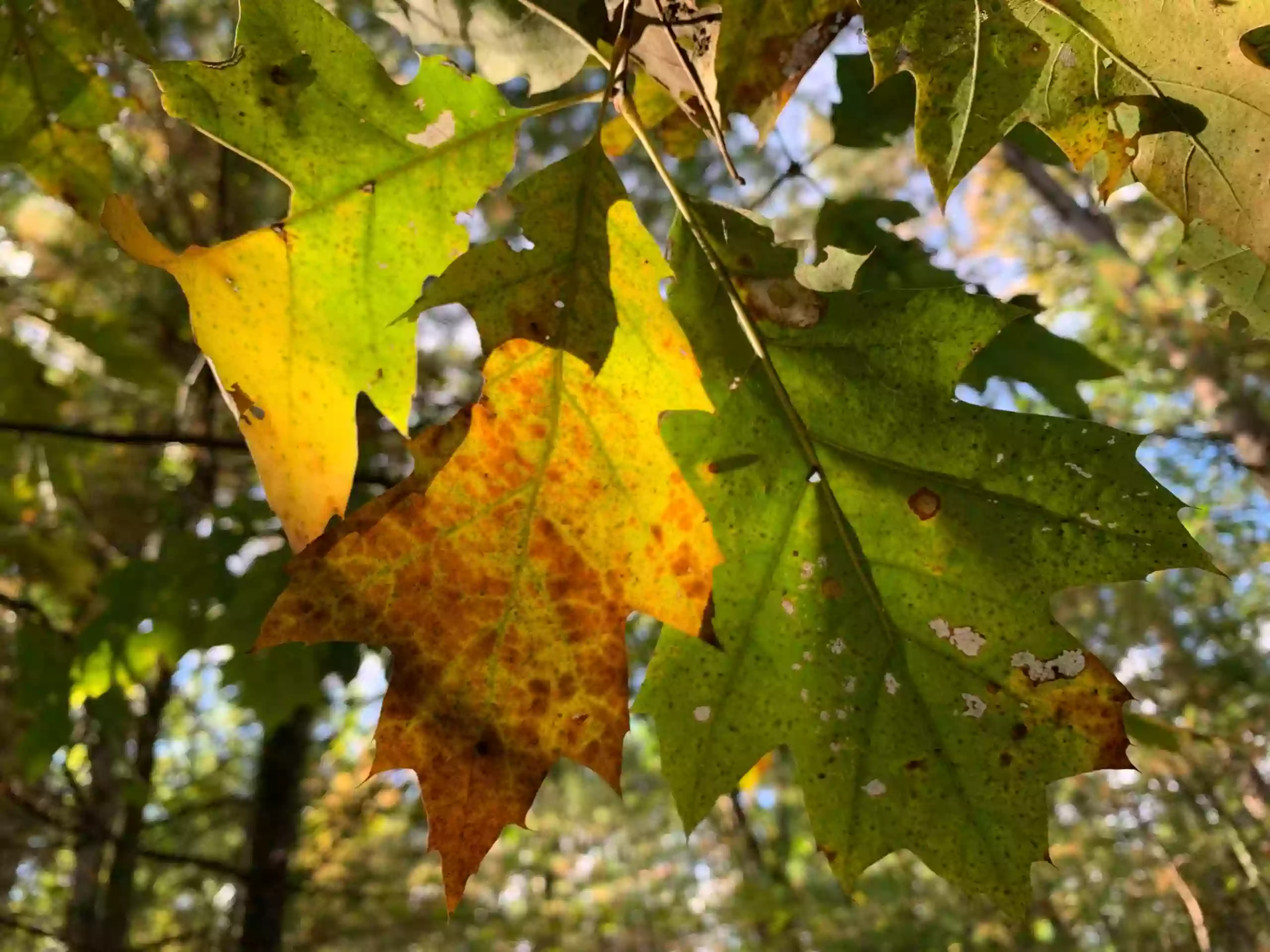 Petobego Creek Natural Area