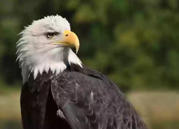 National Eagle Center