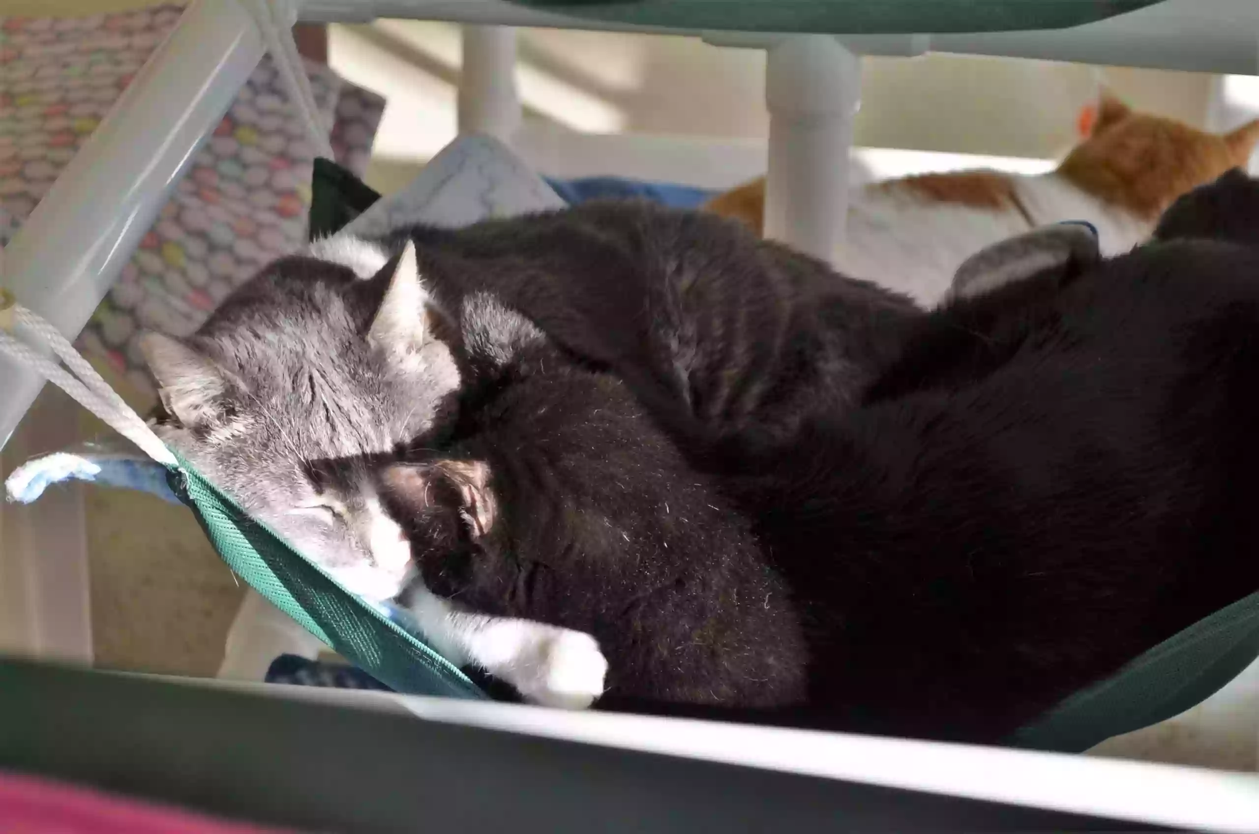 Feline Snoozers Pack 'n' Nap