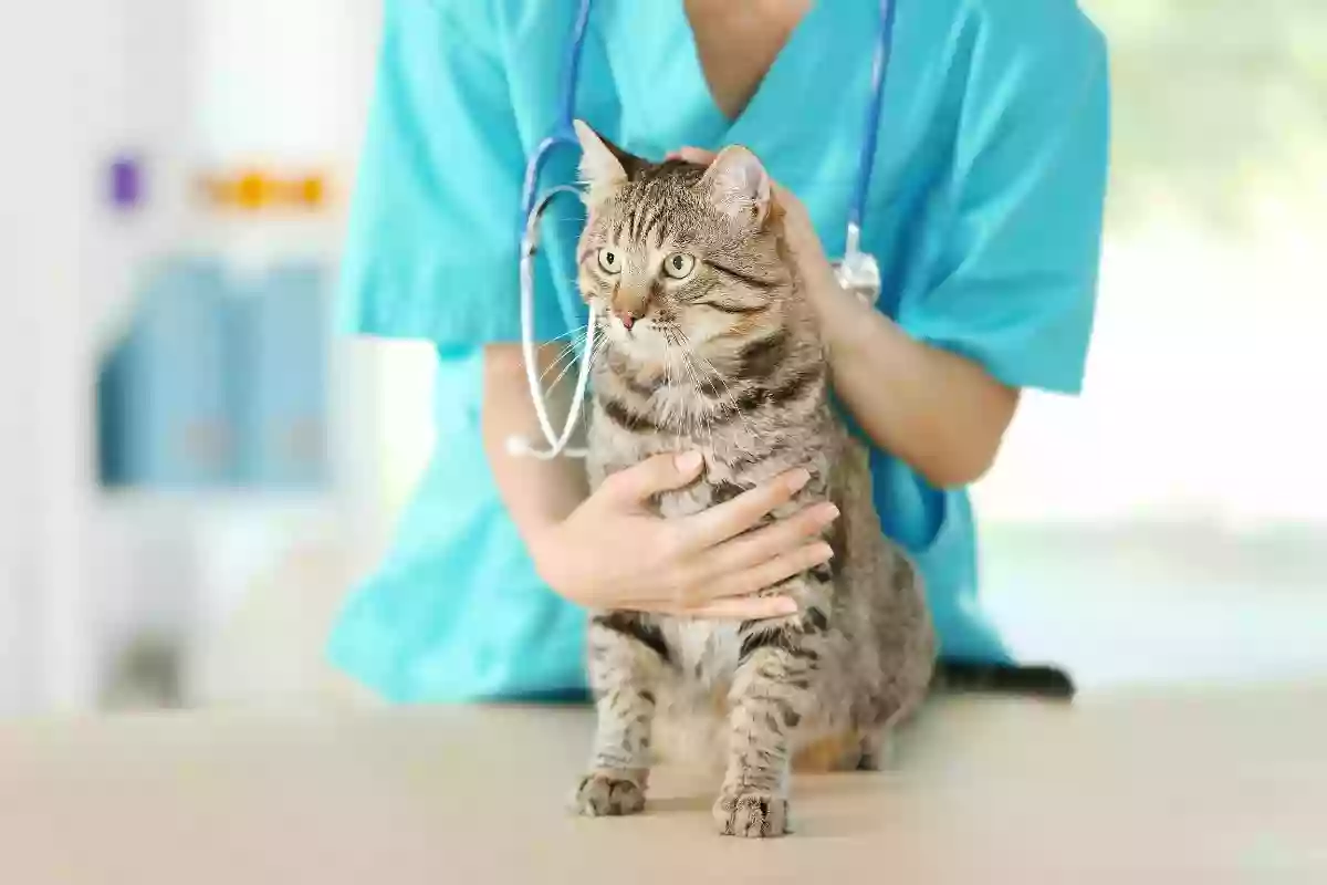 Parkview Cat Clinic