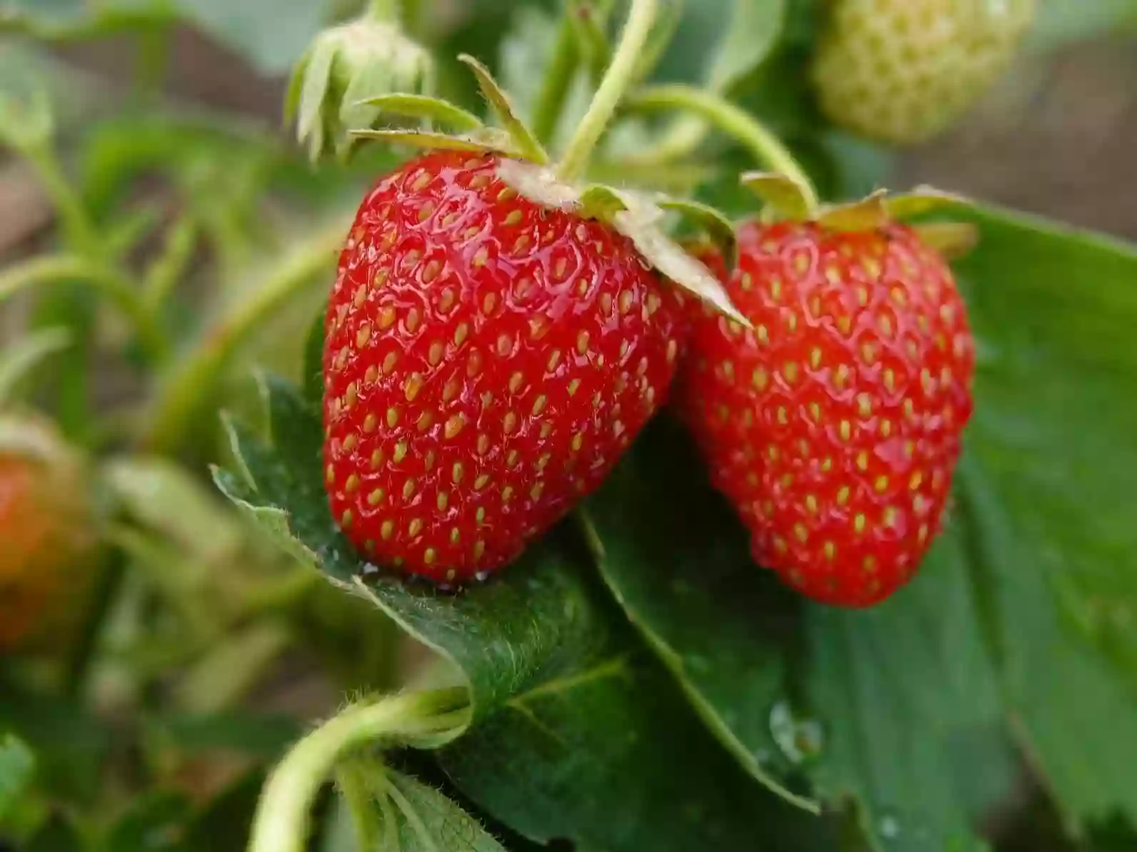 D Round Barn Berries