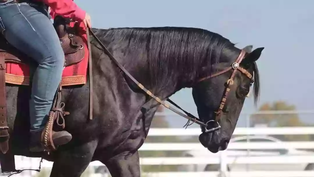 Bravehorse School of Horsemanship