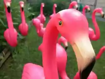 Flamingo Party People