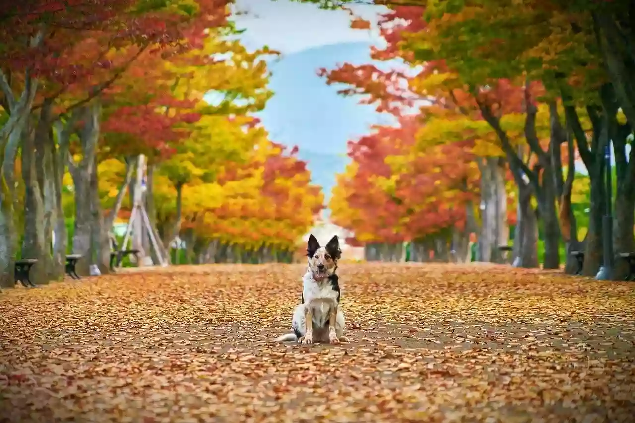 Gentle Doctor Veterinary Clinic