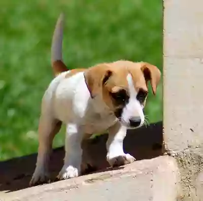 Bluff High Kennels