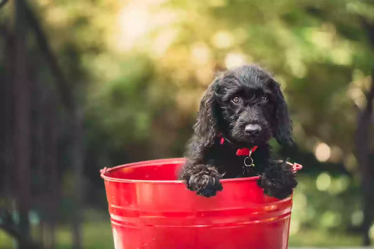 Happy Dog Country Clips and Kennels