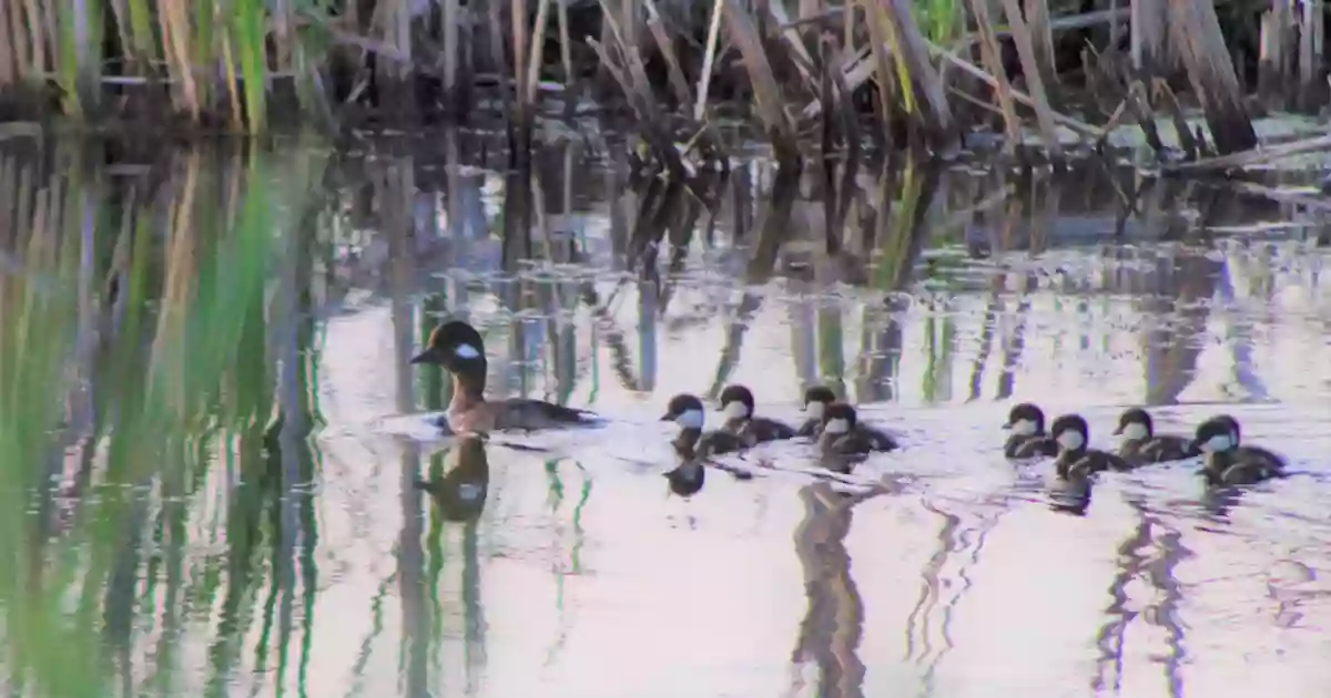 Agassiz National Wildlife Refuge