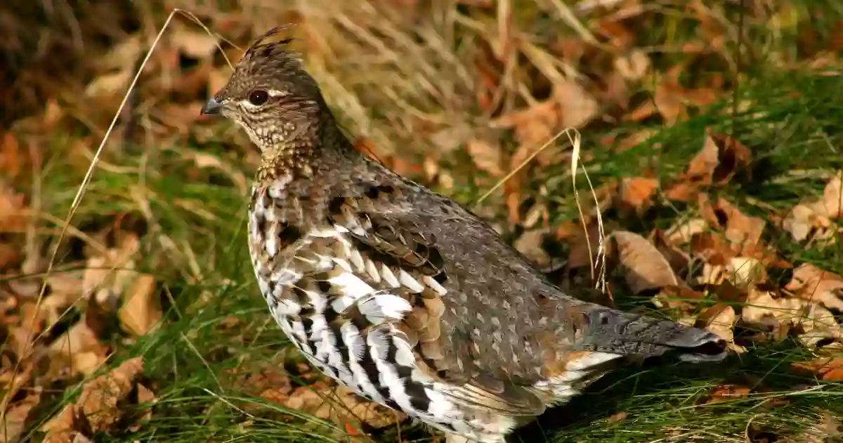 Rydell National Wildlife Refuge