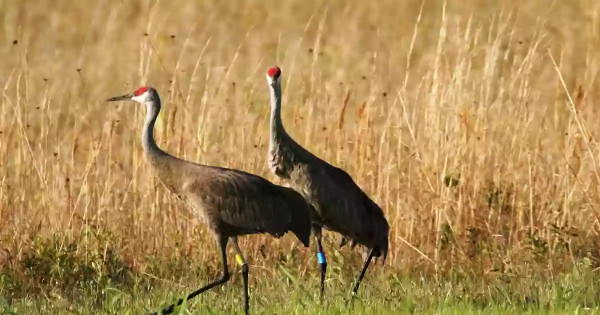 Mississippi Sandhill Crane National Wildlife Refuge Admin Building And Visitor Contact Station