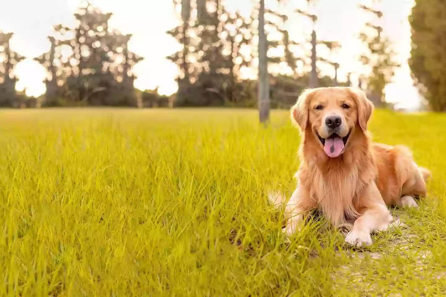 Horn Lake Animal Hospital and Urgent Care