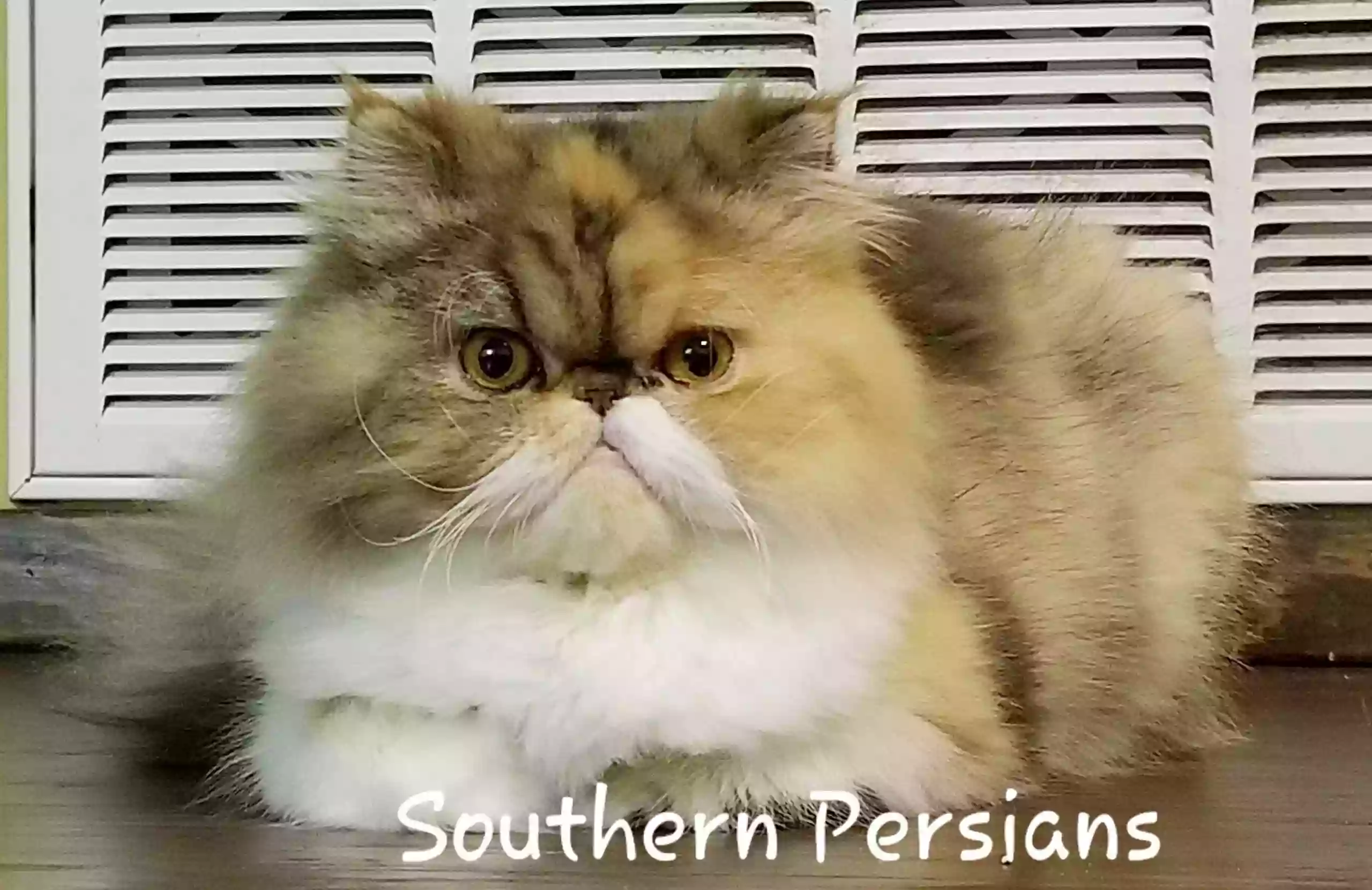 Southern Persians