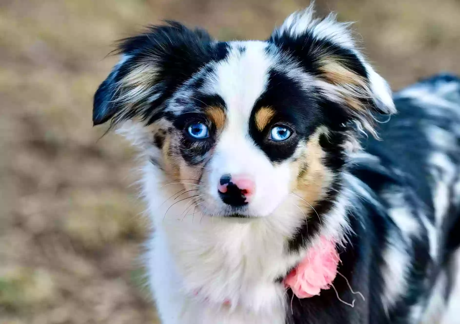 Gunslinger Toy Aussies