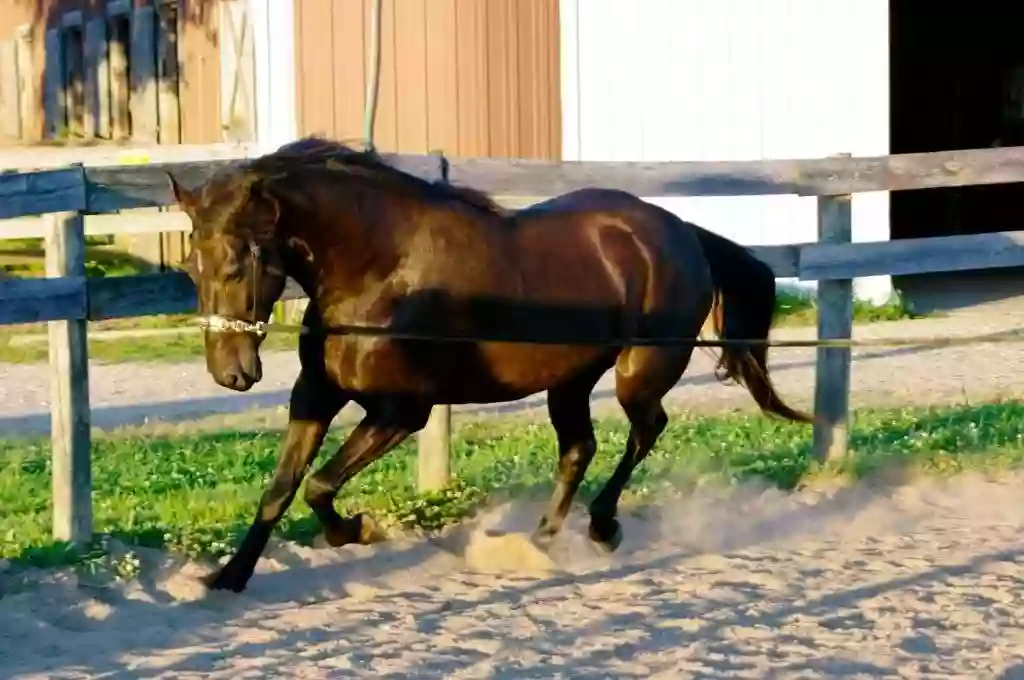 Holistic Horsemanship Institute of America