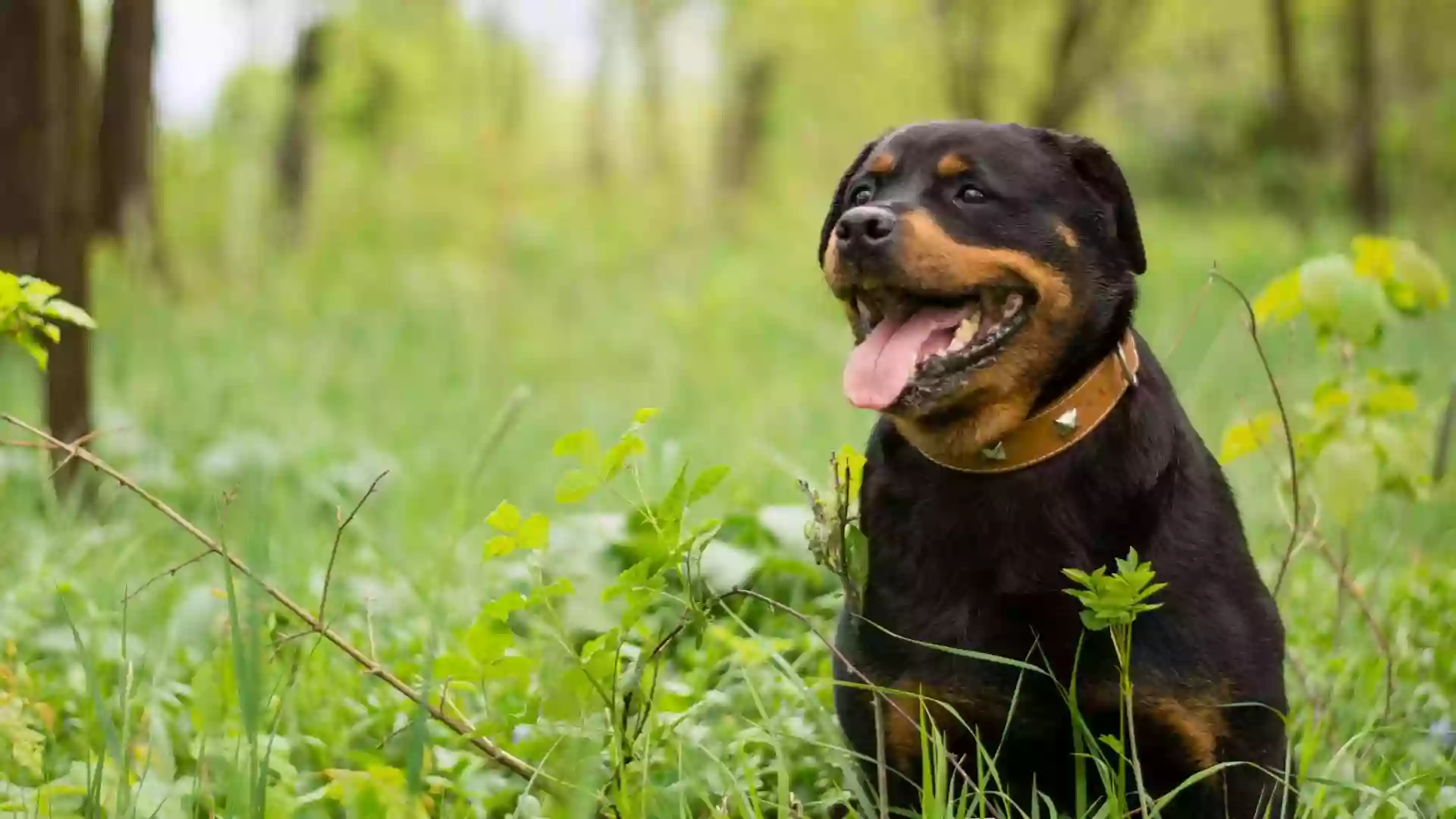 Animal Medical Center of Troy