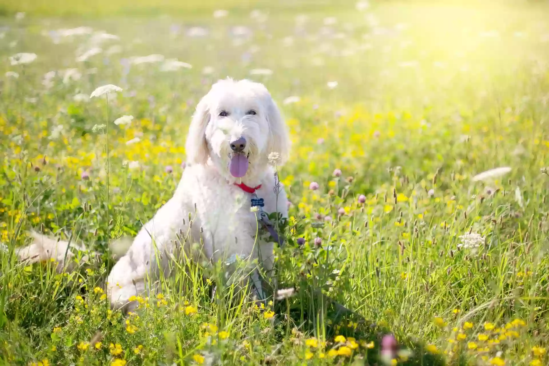 Circle of Life Animal Hospital: Cook-Breeze Amy Jo DVM