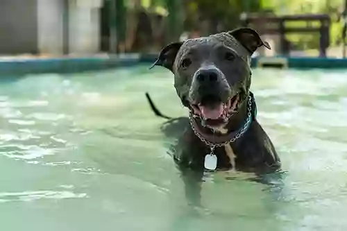 Puddle Jumper Canine Rehabilitation