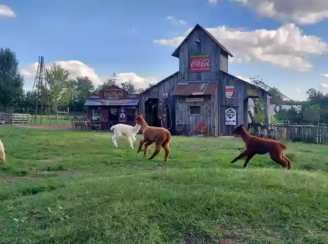 Magajupa mine alpacas