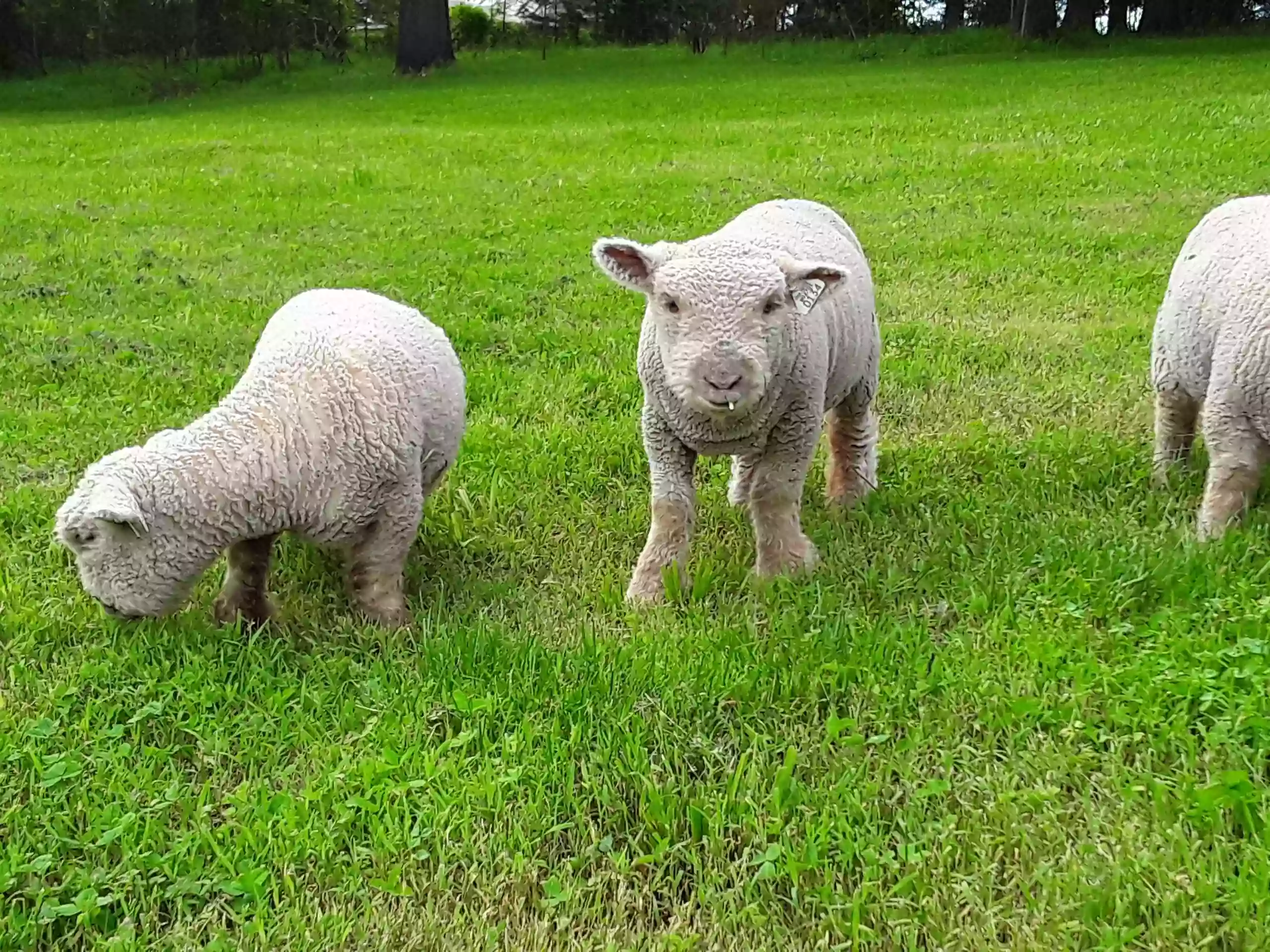 The Fluffy Farm